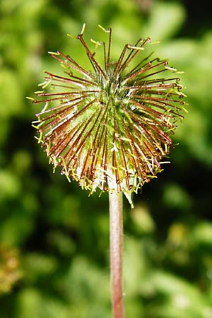Geum urbanum \ Echte Nelkenwurz / Wood Avens, D Weinheim an der Bergstra&szlig;e 5.6.2015