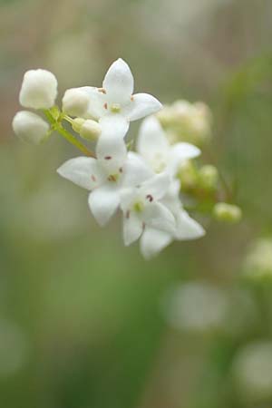 Galium uliginosum \ Moor-Labkraut / Fen Bedstraw, D Kleinwallstadt am Main 16.7.2016