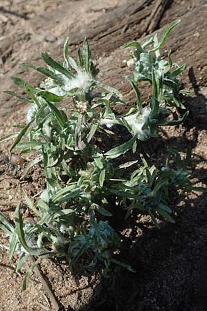 Gnaphalium uliginosum \ Sumpf-Ruhrkraut / Marsh Cudweed, D Bienwaldm&uuml;hle 8.7.2017