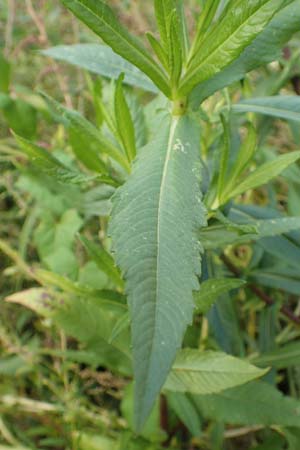 Guizotia abyssinica \ Ramtillkraut, Nigersaat / Niger, Gingelli, D Mannheim 3.10.2017