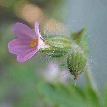 Geranium urbanum \ Stadt-Storchschnabel / City Crane's-Bill, D Aachen 24.5.2018