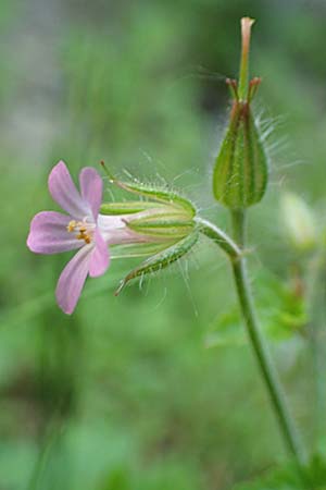 Geranium urbanum \ Stadt-Storchschnabel / City Crane's-Bill, D Aachen 24.5.2018