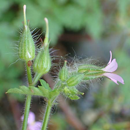 Geranium urbanum \ Stadt-Storchschnabel / City Crane's-Bill, D Aachen 24.5.2018