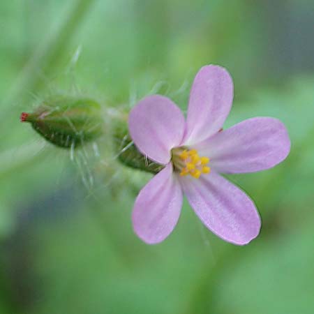 Geranium urbanum \ Stadt-Storchschnabel / City Crane's-Bill, D Aachen 24.5.2018