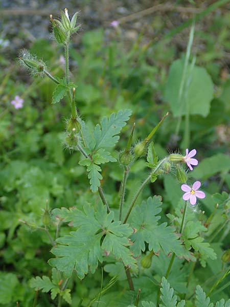 Geranium urbanum \ Stadt-Storchschnabel / City Crane's-Bill, D Aachen 24.5.2018
