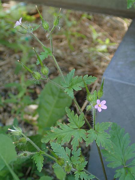 Geranium urbanum \ Stadt-Storchschnabel / City Crane's-Bill, D Aachen 24.5.2018