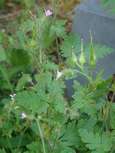 Geranium urbanum \ Stadt-Storchschnabel / City Crane's-Bill, D Aachen 24.5.2018