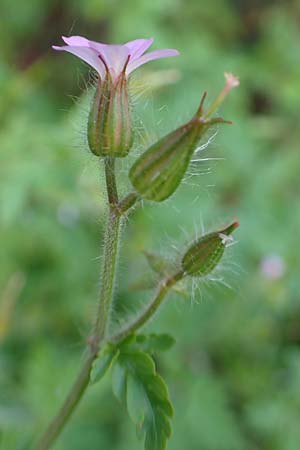 Geranium urbanum \ Stadt-Storchschnabel / City Crane's-Bill, D Aachen 24.5.2018