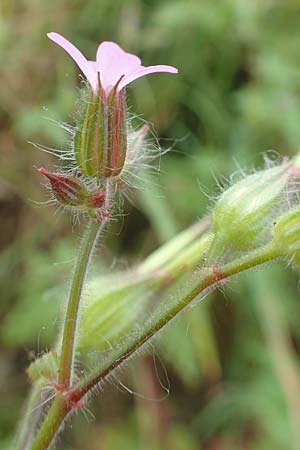 Geranium urbanum \ Stadt-Storchschnabel / City Crane's-Bill, D Aachen 24.5.2018