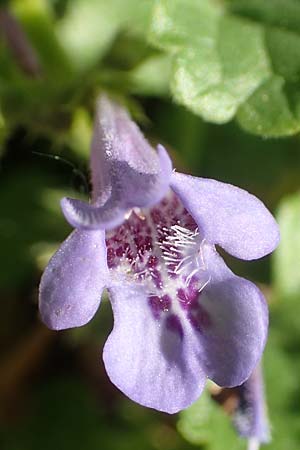 Glechoma hederacea \ Gundermann, Gundelrebe / Ground-Ivy, D Frankfurt-Niederrad 21.4.2019