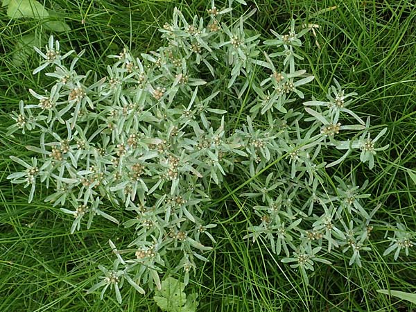 Gnaphalium uliginosum \ Sumpf-Ruhrkraut / Marsh Cudweed, D Kaiserslautern 7.7.2021