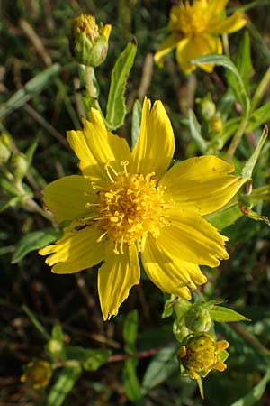 Guizotia abyssinica \ Ramtillkraut, Nigersaat / Niger, Gingelli, D Mei&szlig;enheim 29.10.2022