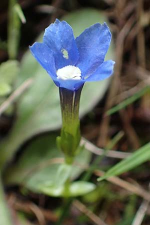 Gentiana verna \ Fr�hlings-Enzian / Spring Gentian, D Bad Ditzenbach 3.5.2019