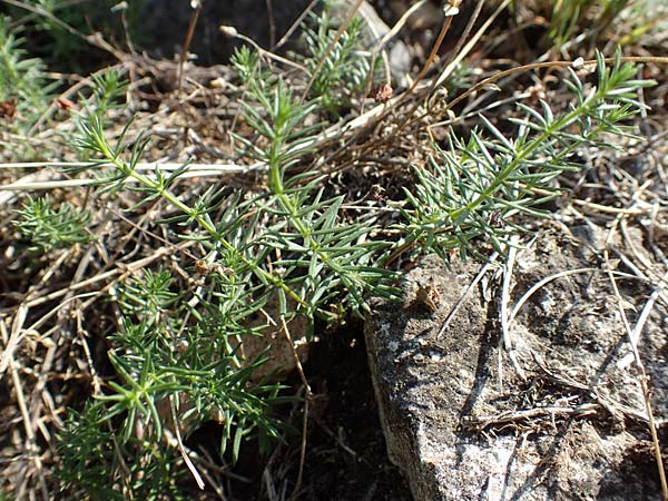 Galium verum \ Echtes Labkraut / Lady's Bedstraw, D Laubach-Ruppertsberg 30.7.2019