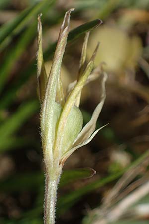 Gagea villosa \ Acker-Gelbstern / Hairy Star of Bethlehem, D Neuleiningen 22.4.2021