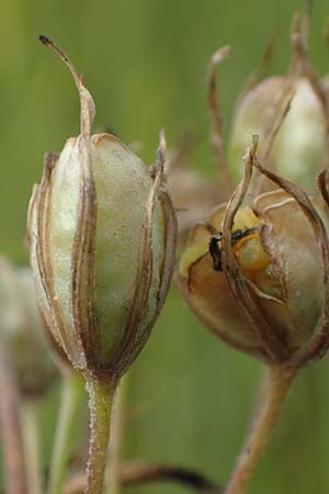 Gagea villosa \ Acker-Gelbstern / Hairy Star of Bethlehem, D Neuleiningen 28.5.2021