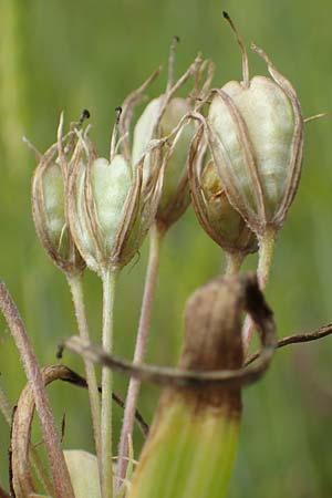 Gagea villosa \ Acker-Gelbstern / Hairy Star of Bethlehem, D Neuleiningen 28.5.2021