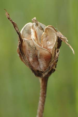Gagea villosa \ Acker-Gelbstern / Hairy Star of Bethlehem, D Neuleiningen 28.5.2021