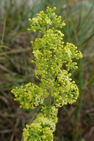 Galium verum \ Echtes Labkraut / Lady's Bedstraw, D Hohwacht 13.9.2021