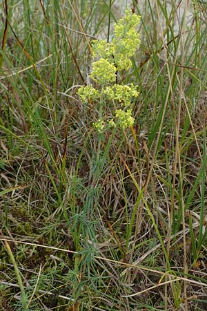 Galium verum \ Echtes Labkraut / Lady's Bedstraw, D Hohwacht 13.9.2021