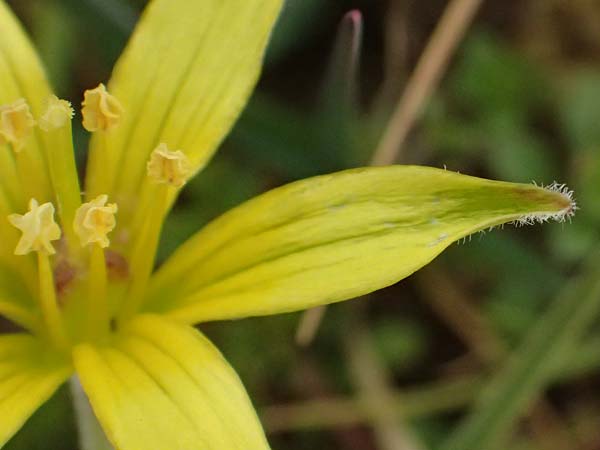 Gagea villosa \ Acker-Gelbstern / Hairy Star of Bethlehem, D Neuleiningen 16.3.2022