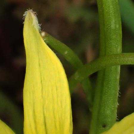 Gagea villosa \ Acker-Gelbstern / Hairy Star of Bethlehem, D Neuleiningen 16.3.2022