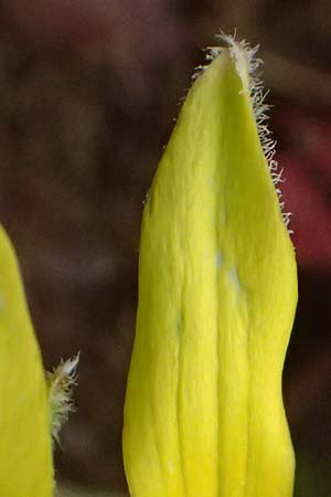 Gagea villosa \ Acker-Gelbstern / Hairy Star of Bethlehem, D Neuleiningen 16.3.2022