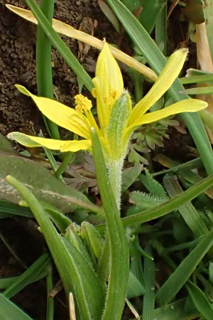 Gagea villosa \ Acker-Gelbstern / Hairy Star of Bethlehem, D Neuleiningen 16.3.2022