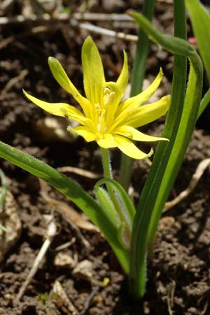 Gagea villosa \ Acker-Gelbstern / Hairy Star of Bethlehem, D Neuleiningen 11.4.2023
