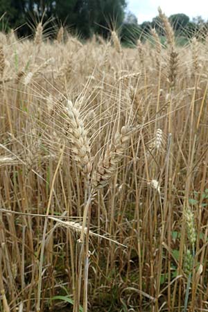 Triticum aestivum \ Saat-Weizen, Weich-Weizen / Bread Wheat, D Tiefenbronn 23.7.2016