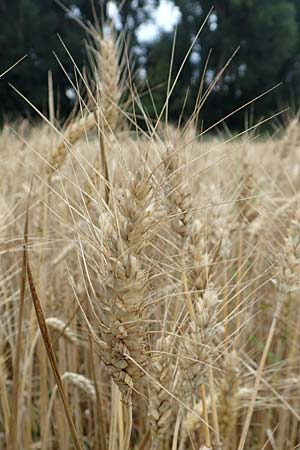 Triticum aestivum \ Saat-Weizen, Weich-Weizen / Bread Wheat, D Tiefenbronn 23.7.2016