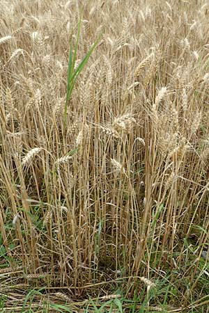 Triticum aestivum \ Saat-Weizen, Weich-Weizen / Bread Wheat, D Tiefenbronn 23.7.2016