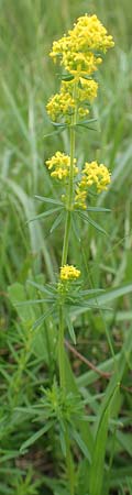 Galium wirtgenii \ Wirtgens Labkraut / Wirtgen's Bedstraw, D Gro&szlig;-Gerau 28.7.2017