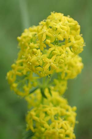 Galium wirtgenii \ Wirtgens Labkraut / Wirtgen's Bedstraw, D Gro&szlig;-Gerau 28.7.2017