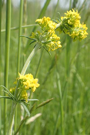 Galium wirtgenii \ Wirtgens Labkraut / Wirtgen's Bedstraw, D Lampertheim 12.5.2018