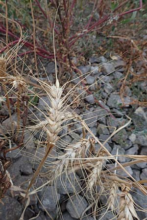 Triticum aestivum \ Saat-Weizen, Weich-Weizen / Bread Wheat, D Mannheim 2.9.2018