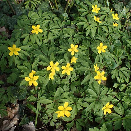 Anemone ranunculoides \ Gelbes Windr�schen / Yellow Anemone, D Mannheim 9.4.2021
