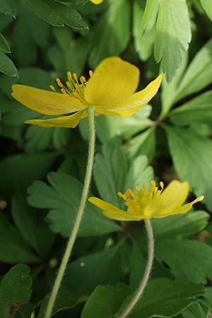 Anemone ranunculoides \ Gelbes Windr�schen / Yellow Anemone, D Mannheim 9.4.2021
