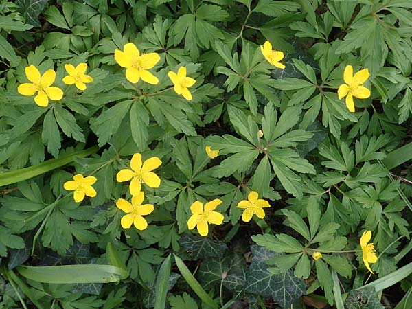 Anemone ranunculoides \ Gelbes Windr�schen / Yellow Anemone, D Mannheim 9.4.2021
