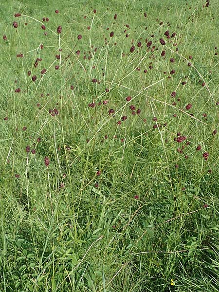Sanguisorba officinalis \ Gro�er Wiesenknopf / Great Burnet, D Odenwald, F&uuml;rth 21.8.2021