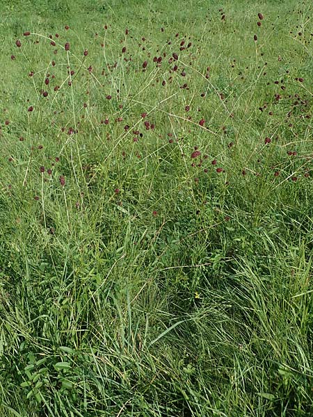 Sanguisorba officinalis \ Gro�er Wiesenknopf / Great Burnet, D Odenwald, F&uuml;rth 21.8.2021