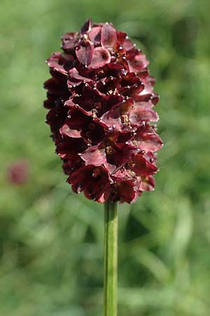Sanguisorba officinalis \ Gro�er Wiesenknopf / Great Burnet, D Odenwald, F&uuml;rth 21.8.2021
