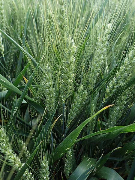 Triticum aestivum \ Saat-Weizen, Weich-Weizen / Bread Wheat, D Mannheim 3.6.2023