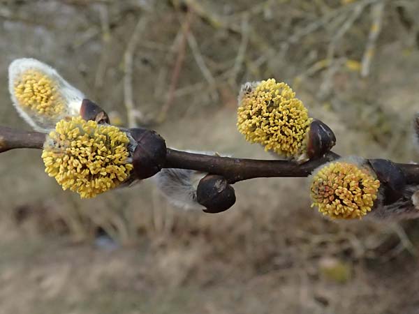 Salix cinerea \ Grau-Weide, Asch-Weide / Grey Willow, D Wagenschwend 15.3.2025