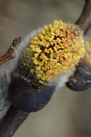 Salix cinerea \ Grau-Weide, Asch-Weide / Grey Willow, D Wagenschwend 15.3.2025