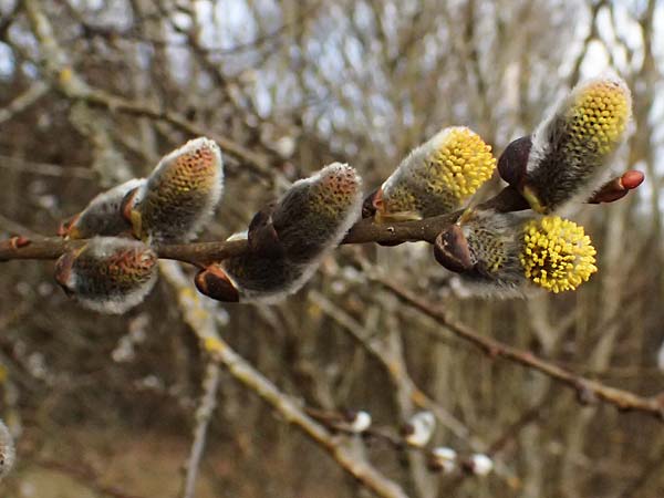 Salix cinerea \ Grau-Weide, Asch-Weide / Grey Willow, D Wagenschwend 15.3.2025