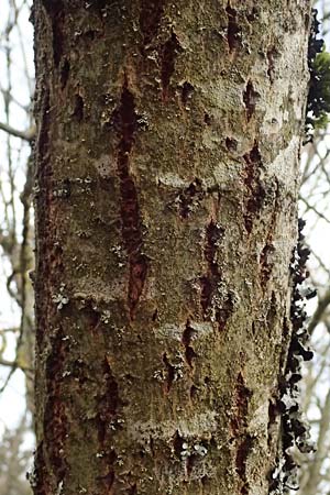 Salix cinerea \ Grau-Weide, Asch-Weide / Grey Willow, D Wagenschwend 15.3.2025