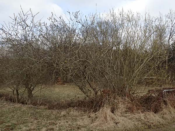 Salix cinerea \ Grau-Weide, Asch-Weide / Grey Willow, D Wagenschwend 15.3.2025