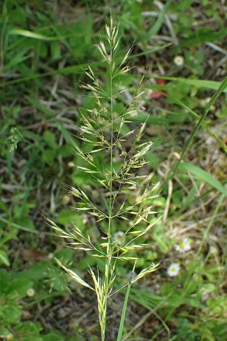 Trisetum flavescens \ Wiesen-Goldhafer / Yellow Oat Grass, D Eiersheim 31.5.2025