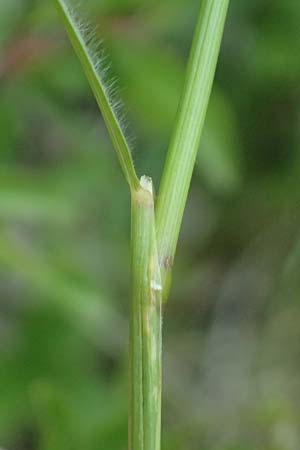 Trisetum flavescens \ Wiesen-Goldhafer / Yellow Oat Grass, D Eiersheim 31.5.2025